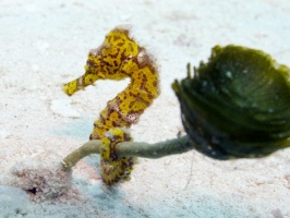 IMG 3181 Longsnout Seahorse